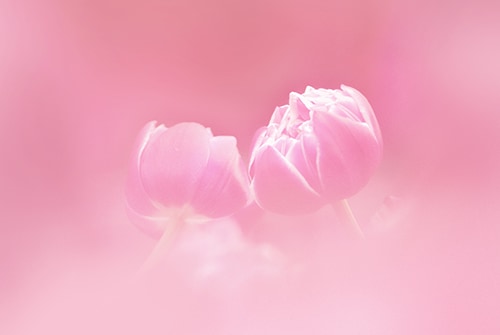 リヴ  アローヴ